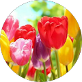 Almas S. profile picture